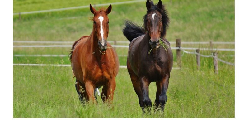 二頭の馬が並んで走っている