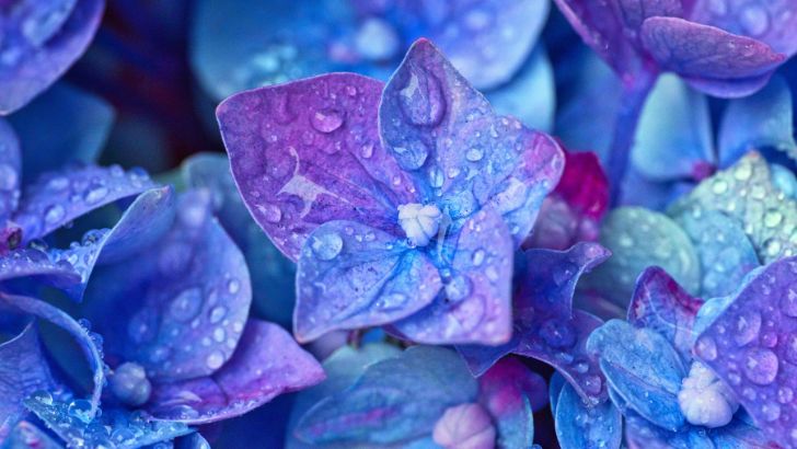 雨に濡れた青紫のあじさい