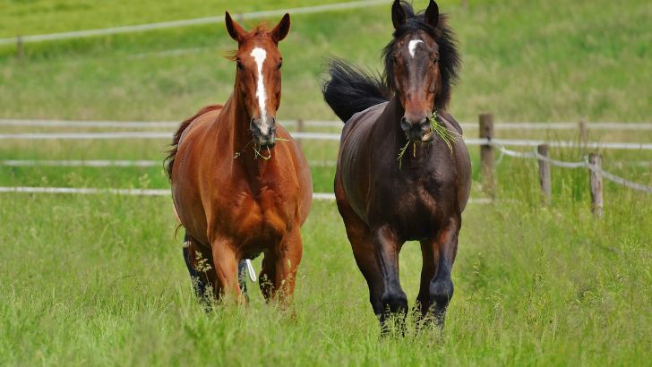 草原を駆ける馬二頭