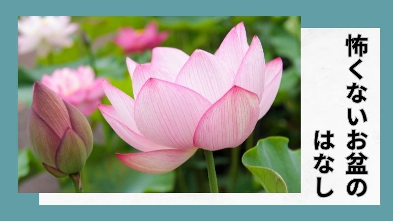 大輪の蓮の花とつぼみ