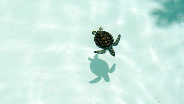 水面のウミガメ