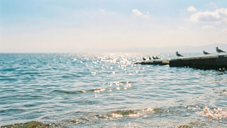 輝く海面と海鳥